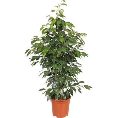 Ficus benjamina “Anastasia”