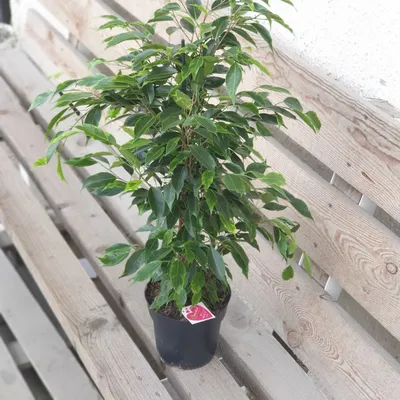 Ficus benjamina “Anastasia”