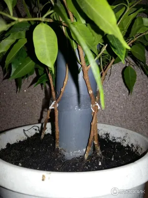 Cling-On® Anastasia - Weeping Fig - Ficus benjamina | Proven Winners