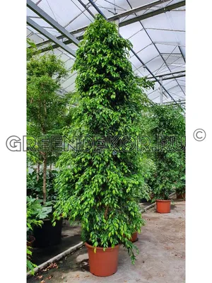 Фикус Бенджамина (Ficus Benjamina) Анастасия купить в Орше, закажи, а мы  доставим.