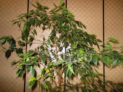 Ficus benjamina 'Anastasia', Weeping Fig 'Anastasia' in GardenTags plant  encyclopedia