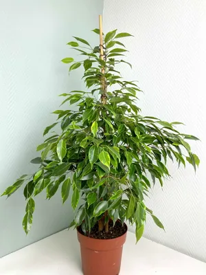Фикус бенджамина Анастасия ⌀19 90 см купить в Москве с доставкой | Магазин  растений Bloom Story (Блум Стори)