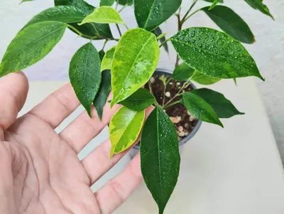 Коллекционный объект БСИ ДВО РАН: Ficus benjamina (Фикус Бенджамина ' Анастасия')(Сорт:Anastasia)