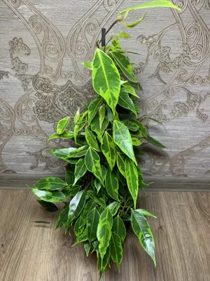 leafjoy Cling-On Anastasia Weeping Fig