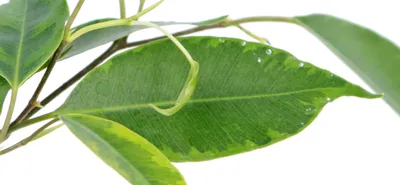 Ficus Anastasia – Vivero Chillan | Árboles y Plantas Ornamentales