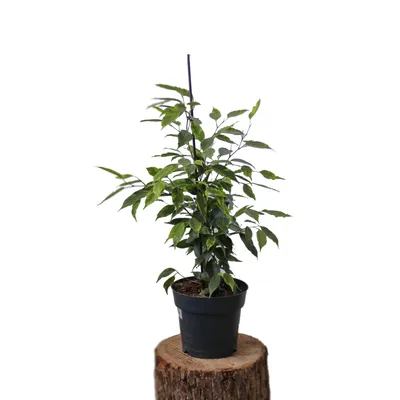 Ficus Benjamina Anastasia - Jungle Boogie