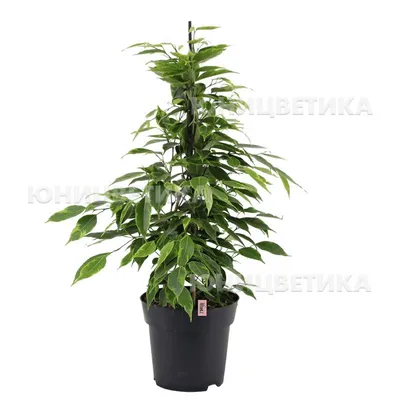 Фикус бенджамина Анастасия ⌀19 90 см купить в Москве с доставкой | Магазин  растений Bloom Story (Блум Стори)