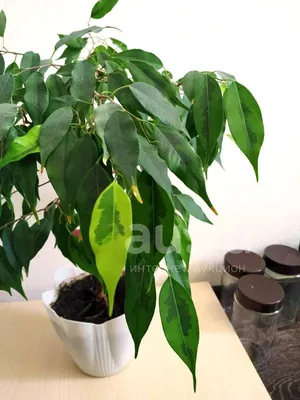 Ficus Benjamina Anastasia Ruby Beyaz Saksılı - Fidan Burada