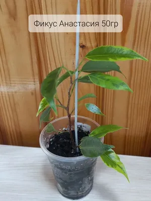 Ficus benjamina “Anastasia”