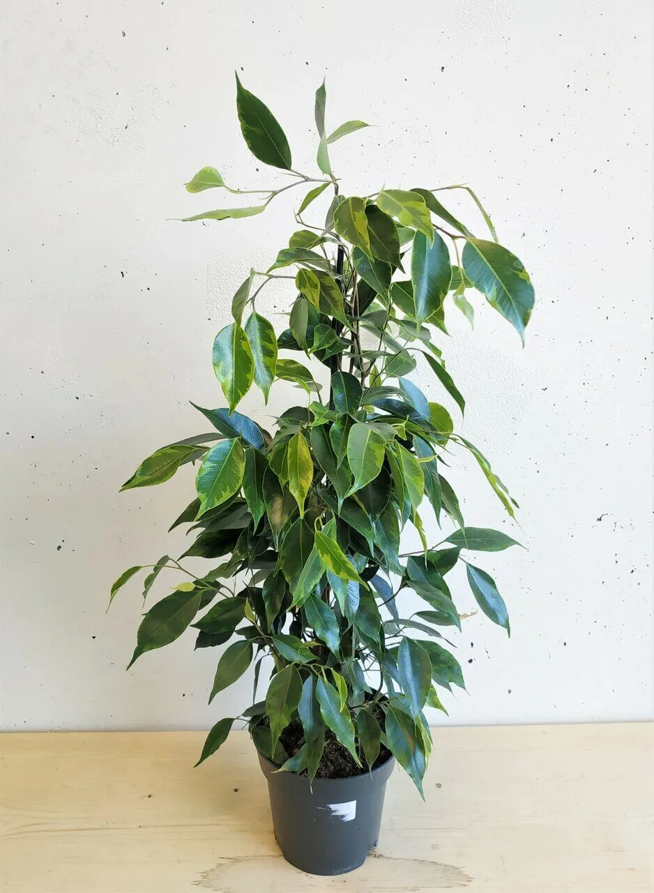 Ficus benjamina Leaf