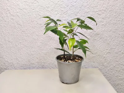 Коллекционный объект БСИ ДВО РАН: Ficus benjamina (Фикус Бенджамина ' Анастасия')(Сорт:Anastasia)