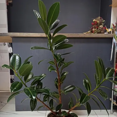 Изображение Фикуса каучуконосного (эластичного): как правильно ухаживать за растением
