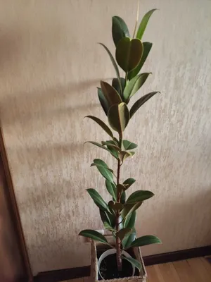 Картинка Фикуса каучуконосного (эластичного): как правильно пересаживать растение