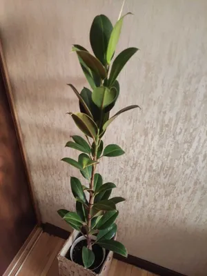 Фотография Фикуса каучуконосного (эластичного): как сделать растению комфортную влажность