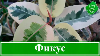 Картинка Фикуса каучуконосного (эластичного): как правильно удобрять растение
