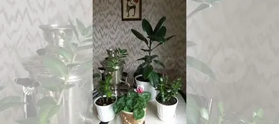 Картинка Фикуса каучуконосного (эластичного) среди других растений на подоконнике