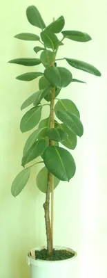 Изображение Фикуса каучуконосного (эластичного) с широкими листьями