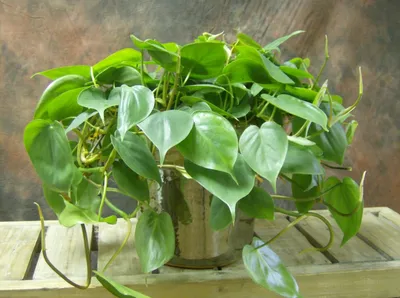 Красивый Филодендрон: фото для любителей комнатных растений