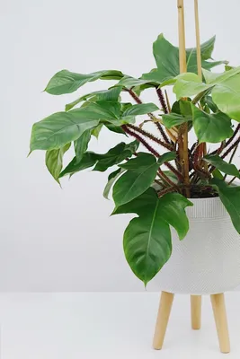 Филодендрон: фото, доказывающее, что это лучшее растение для начинающих цветоводов