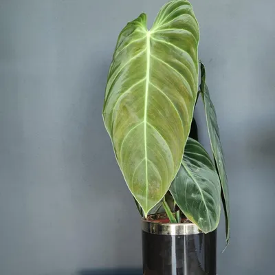Филодендрон: фото, доказывающее, что это идеальное растение для подарка