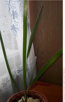Неприхотливая пальма в вашем доме. Выращиваем финик Робелена. | Мир  растений. | Дзен