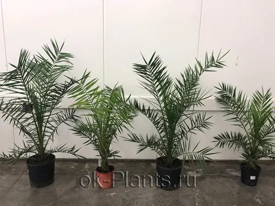 Изображение Финика: как добавить природы в свой дом