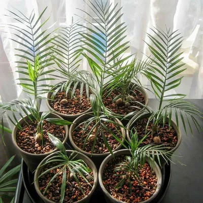 Купить Финиковую пальму недорого из оранжереи Биолит