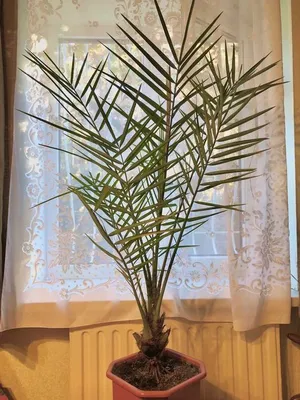 Финиковая пальма в кашпо 🌺 купить в Киеве с доставкой - цена от Камелия