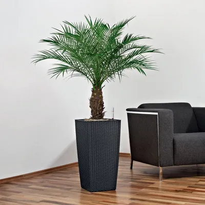 Финиковая пальма из косточки в домашних условиях | ВКонтакте