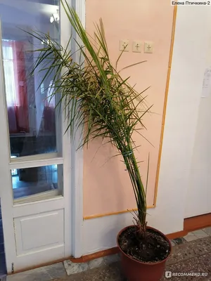 Финиковая пальма – украшение зимнего сада: Общество: Облгазета
