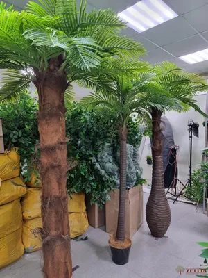 Большая Финиковая Пальма для зимнего сада, офиса, дома: 1 950 грн. -  Комнатные растения Одесса на Olx