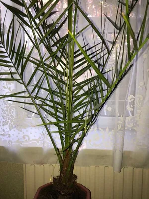 Финиковая пальма - «Моей финиковой пальме четвертый год. Она очень  неприхотливая и довольно красивая, но уже слишком большая для квартиры.  Обновление от 20.09.2022 г. Фото пальмы, которой более 50 лет» | отзывы