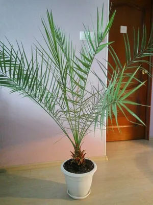 Большая Финиковая Пальма для зимнего сада, офиса, дома: 1 950 грн. -  Комнатные растения Одесса на Olx
