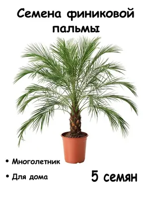 Финик из косточки.Финиковая пальма,уход, выращивание, легко и просто,  простые правила. - YouTube