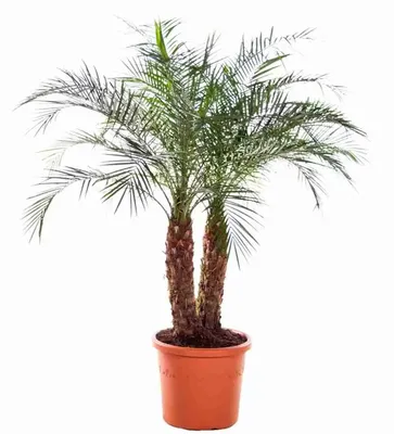 1 уп Финиковая пальма семена (1 упаковка 5 семян) домашнее комнатное  растение пальма неприхотливая легко вырастить | AliExpress