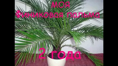 Финиковая пальма Робелена 2 ствола купить недорого в Москве | Комнатное  растение Финиковая пальма Робелена 2 ствола в интернет-магазине с доставкой  по РФ
