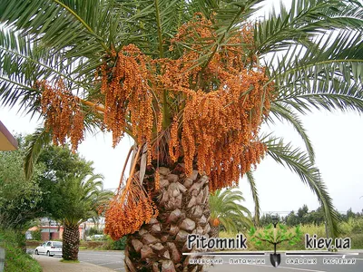 Финиковая пальма с Абхазии: 3000 KGS ➤ Другие товары для дома и сада |  Кара-Балта | 59932006 ᐈ lalafo.kg