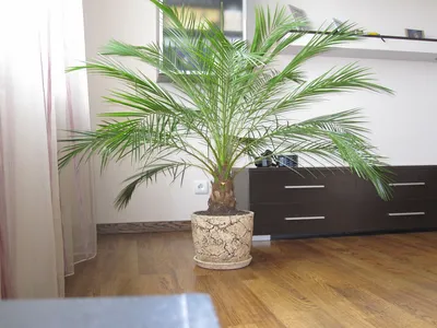 Финиковая пальма. Как вырастить дерево на подоконнике | Ленивый дачник |  Дзен