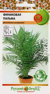 Купить Финиковую пальму недорого из оранжереи Биолит