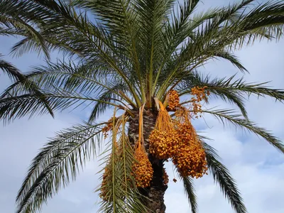 Финиковая домашняя пальма купить в СПб в интернет – магазине