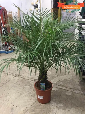 Финиковая пальма растя в Кербеле, Ираке Стоковое Изображение - изображение  насчитывающей имейте, восточно: 135094969