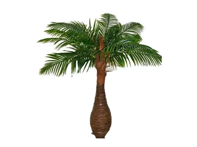 Финиковая пальма купить в СпБ в магазине Мандарин
