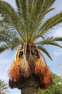 Легкий способ вырастить финиковую пальму из косточки