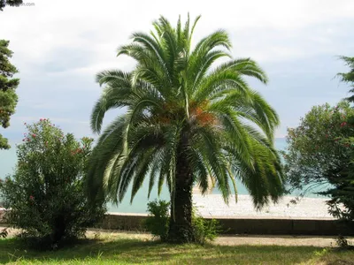 Финиковые пальмы байсана - фото и картинки: 67 штук