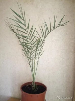 Финиковая пальма. Высота саженца 60-90 см. (ID#1933733544), цена: 390 ₴,  купить на Prom.ua