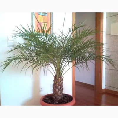 Финиковая пальма на сини стоковое фото. изображение насчитывающей ладонь -  128331554