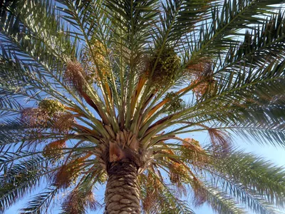 Финиковая пальма кустовая 60 см