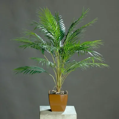 Финиковая пальма мини Элли Latex - купить в Москве | Интернет-магазин  искусственных растений Zeltta