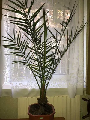 Как вырастить финиковую пальму из косточки дома | Конфитюр | Дзен