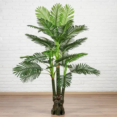 Как вырастить финиковую пальму в домашних условиях?